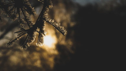 snowy trees at sunset