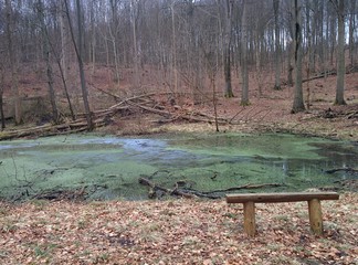 Swamp in forest