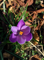 Spring purple flower