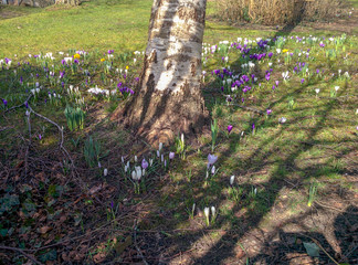 Flower meadow in the spring
