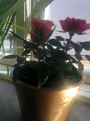 Roses in pot
