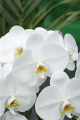 Fototapeta na wymiar white orchid