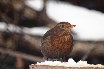 Blackbird female sits on a feeder