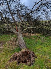 Obraz premium Fallen tree, destroyed by Storm. Natural disaster