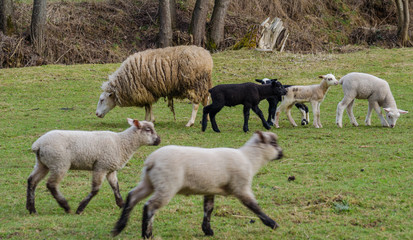 Obraz na płótnie Canvas Lambs running and having fun in spring. Realistic colors