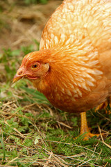 Chicken pullet