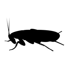 Vector image of silhouette of cockroach
