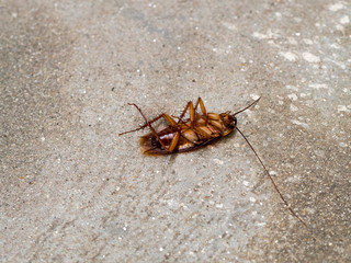 Dead cockroach on the floor after pesticides pest control.
