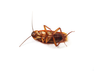 Dead cockroach isolated on white background. Cockroach is die after pesticides pest control.