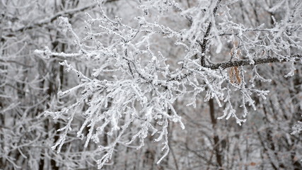 Frst autumn frosts