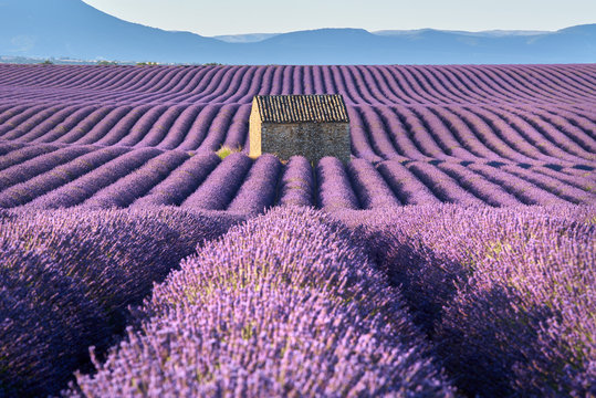 Lavender fields in Valensole with stone house in Summer light. Alpes de Haute Provence, France