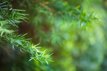 Fototapeta na wymiar Green pine tree background in morning