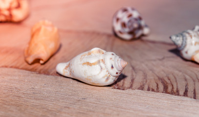 shells on wooden table. Toned