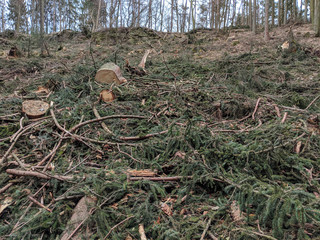 Deforestation and Industrial tree logging.