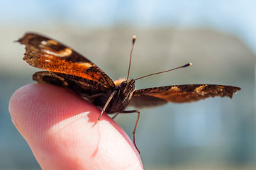 Portrait of live butterflies. Butterfly sitting on the finger of a man.