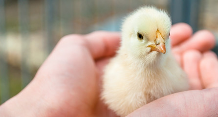 small chicken on hand close-up