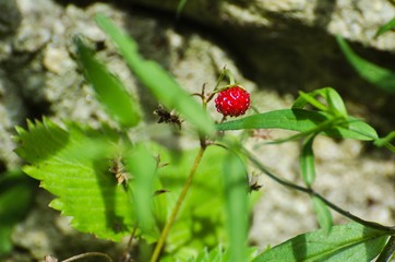 Forest strawberry on a branch.