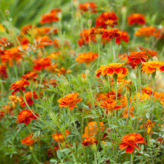 Obraz premium beautiful bright flowers marigolds blooming on a flower bed in a summer park or garden