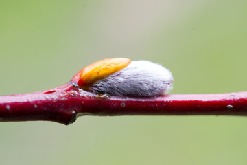 willow blossom in spring, macro image,