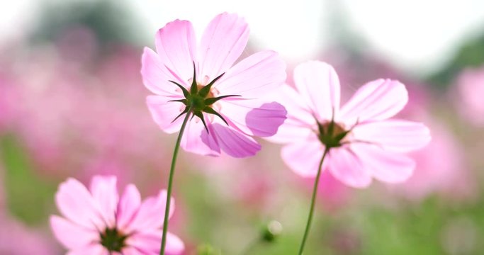 Cosmos flowers garden at jim thomson farm in Nakhon Ratchasima Thailand 4k from h.265 high bitrate 