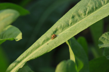 Ladybug on Leaf