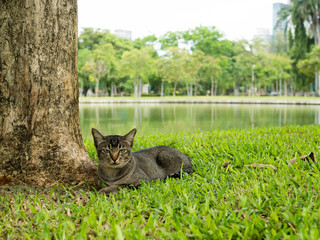Black cat lying on grass under big tree near river in natural park.
