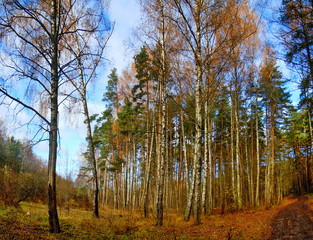 Fototapeta premium Birch grove at autumn 