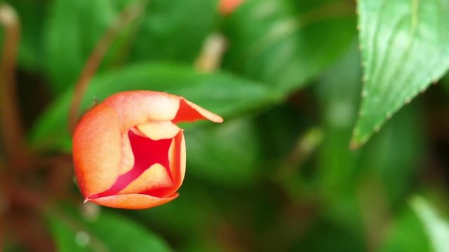 Rose Bud Or Beautiful Red Flowers