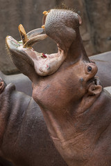 Hippopotamus widely open the mouth begging for food from the zoo visitors.