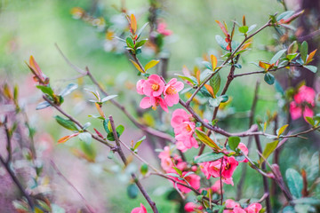 Chaenomeles japonica (Japanese flowering quince)