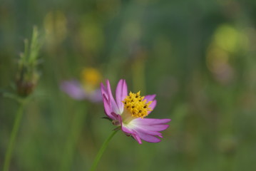 I don't know the name in English, it called "sluring" here