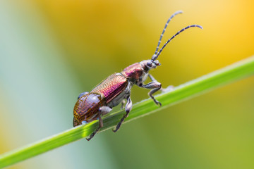 A beetle crawls up on the grass outside
