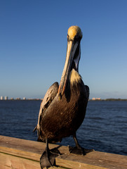 Florida pelicans at Jensen beach bridge