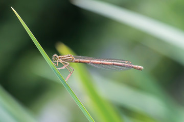 A dragonfly outside in the garden on a leaf