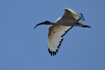 The Gambia : Sacred Ibis