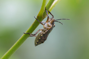 A beetle crawls up on the grass outside