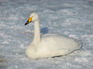 雪の上の白鳥
