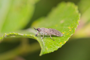 An insect crawls up on the grass outside