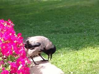 hooded, grey, bird, corvus, norway, wild, nature, wildlife, cornix, raven, corone, beak, animal,...