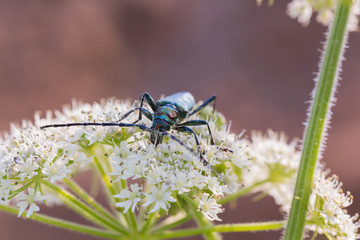 A beetle with long antennae sits on a flower