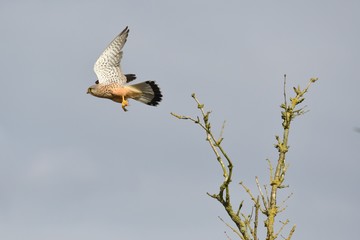 Kestrel
