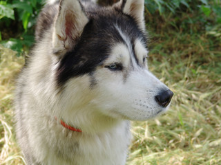 husky, siberian, dog, cute, puppy, beautiful, nature, portrait, animal, funny, canine, purebred, white, grass, young, pet, fur, blue, black, domestic, mammal, adorable, doggy, forest, breed, wolf, ped