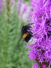 bumblebee, flower, macro, bombus, bumblebees, pollen, yellow, insect, summer, bumble, nature, honey, black, nectar, closeup, wildlife, animal, garden, close, plant, pollination, background, green, win