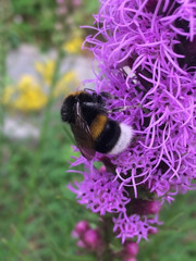 bumblebee, flower, macro, bombus, bumblebees, pollen, yellow, insect, summer, bumble, nature, honey, black, nectar, closeup, wildlife, animal, garden, close, plant, pollination, background, green, win