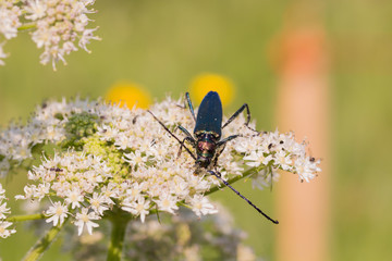 A beetle with long antennae sits on a flower