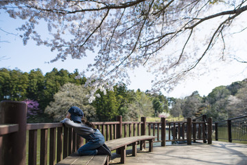 桜の下で池を見つめる女の子