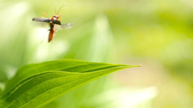 The soldier beetle takes off from a green leaf