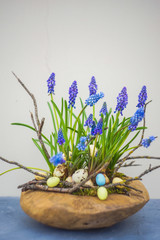 Spring floral concept with muscari