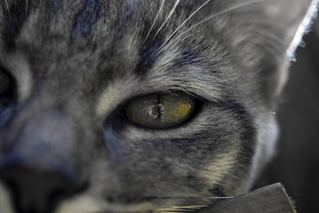autoportrait dans l'oeil du chat