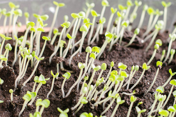 Seedlings of green basil in a container.